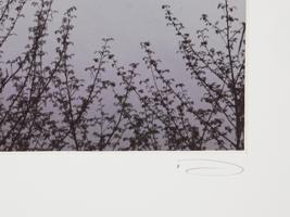 LTD LANDSCAPE PHOTO ART PRINT BY JOHN DENG SIGNED