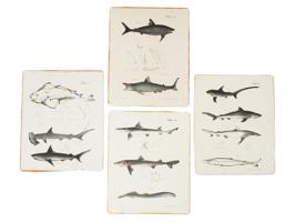 GROUP OF NEW YORK ZOOLOGY FAUNA SHARK ENGRAVINGS