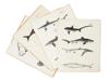 GROUP OF NEW YORK ZOOLOGY FAUNA SHARK ENGRAVINGS PIC-1