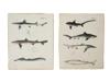 GROUP OF NEW YORK ZOOLOGY FAUNA SHARK ENGRAVINGS PIC-2