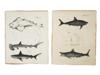 GROUP OF NEW YORK ZOOLOGY FAUNA SHARK ENGRAVINGS PIC-3