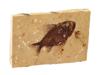 STONE SLAB W FOSSIL PREHISTORIC FISH PRISCACARA PIC-0