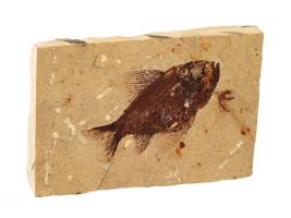 STONE SLAB W FOSSIL PREHISTORIC FISH PRISCACARA