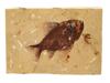 STONE SLAB W FOSSIL PREHISTORIC FISH PRISCACARA PIC-1