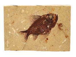 STONE SLAB W FOSSIL PREHISTORIC FISH PRISCACARA