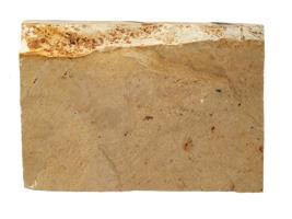 STONE SLAB W FOSSIL PREHISTORIC FISH PRISCACARA