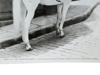 1965 PHOTOGRAPH OF GINA LOLLOBRIGIDA ON HORSEBACK PIC-2