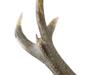 LARGE VINTAGE AUSTRIAN STAG ANTLERS WALL DECOR PIC-3