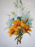 LILY FLOWERS COLOR LITHOGRAPH AFTER P.J. REDOUTE