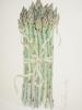 AMERICAN ASPARAGUS COLOR PRINT BY KAREN FRANCES GRAY PIC-1