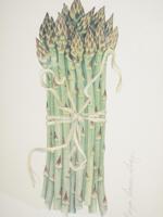 AMERICAN ASPARAGUS COLOR PRINT BY KAREN FRANCES GRAY