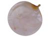 ANTIQUE JUDAICA JERUSALEM CARVED SEA SHELL PLAQUE PIC-1