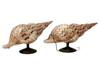 1950S GIANT TRITON CHARONIA TRITONIS SHELL SCONCES PIC-0