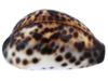 COLLECTION OF FOUR EXOTIC CLAM SEASHELLS PIC-7