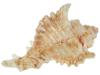 COLLECTION OF FOUR EXOTIC CLAM SEASHELLS PIC-8