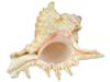 COLLECTION OF FOUR EXOTIC CLAM SEASHELLS PIC-9
