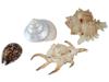 COLLECTION OF FOUR EXOTIC CLAM SEASHELLS PIC-0