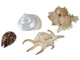 COLLECTION OF FOUR EXOTIC CLAM SEASHELLS