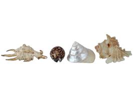 COLLECTION OF FOUR EXOTIC CLAM SEASHELLS