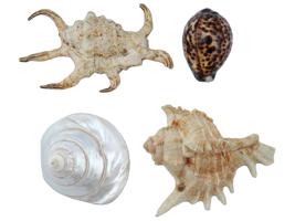 COLLECTION OF FOUR EXOTIC CLAM SEASHELLS