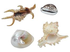 COLLECTION OF FOUR EXOTIC CLAM SEASHELLS