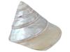 COLLECTION OF FOUR EXOTIC CLAM SEASHELLS PIC-5