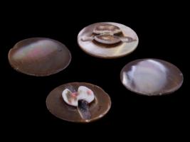 COLLECTION OF TROCHUS SHELL BUTTONS OF VARIOUS COLORS