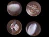 COLLECTION OF TROCHUS SHELL BUTTONS OF VARIOUS COLORS PIC-4