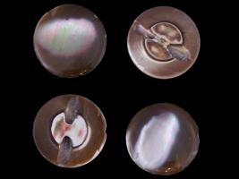 COLLECTION OF TROCHUS SHELL BUTTONS OF VARIOUS COLORS