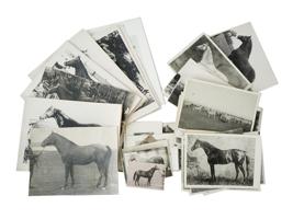 LARGE COLLECTION OF RUSSIAN EQUESTRIAN PHOTOGRAPHS