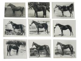 LARGE COLLECTION OF RUSSIAN EQUESTRIAN PHOTOGRAPHS