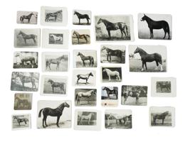 LARGE COLLECTION OF RUSSIAN EQUESTRIAN PHOTOGRAPHS