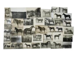 LARGE COLLECTION OF RUSSIAN EQUESTRIAN PHOTOGRAPHS