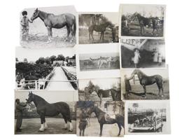 LARGE COLLECTION OF RUSSIAN EQUESTRIAN PHOTOGRAPHS