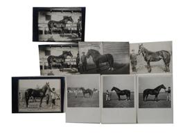 LARGE COLLECTION OF RUSSIAN EQUESTRIAN PHOTOGRAPHS