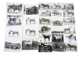 LARGE COLLECTION OF RUSSIAN EQUESTRIAN PHOTOGRAPHS