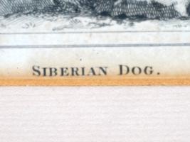 4 FRENCH ENGRAVINGS OF SIBERIAN DOGS BY LEGRAND L