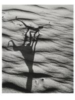 RUSSIAN SOVIET DESERT PHOTOGRAPH BY GEORGY ZELMA