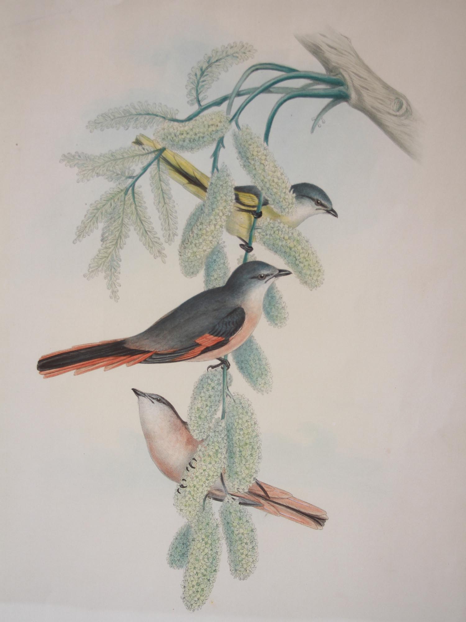 AN ANTIQUE LITHOGRAPH OF ROSY MINIVET BIRDS PIC-1