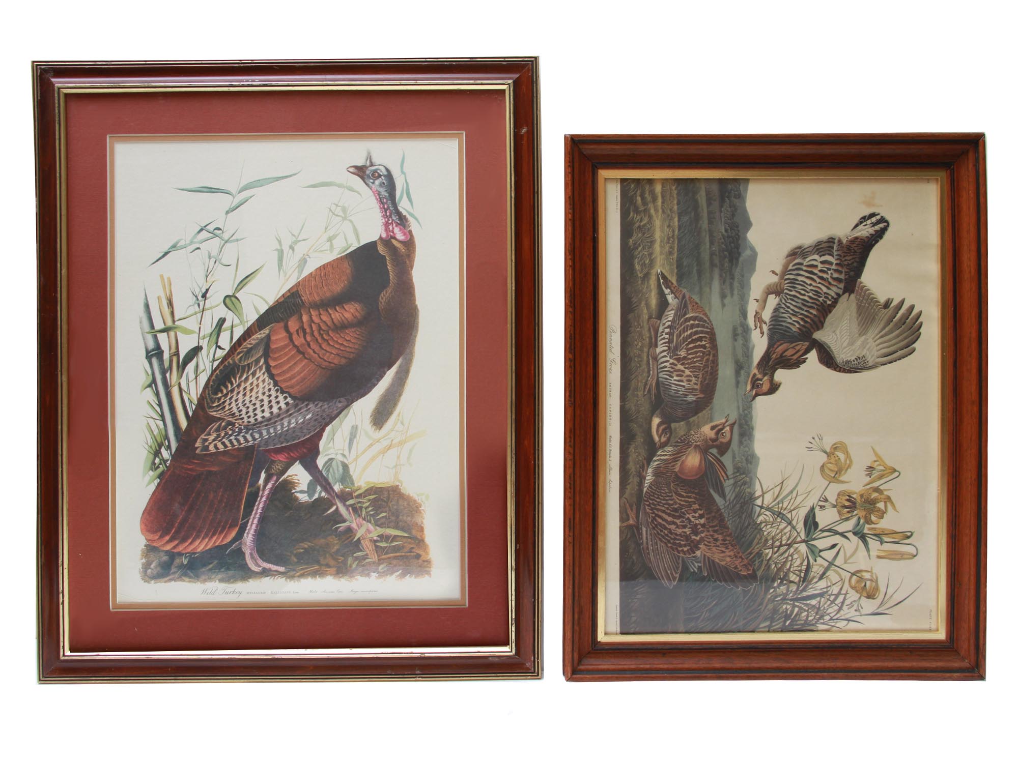 A PAIR OF ANTIQUE 19TH C. PRINTS WITH BIRDS PIC-0