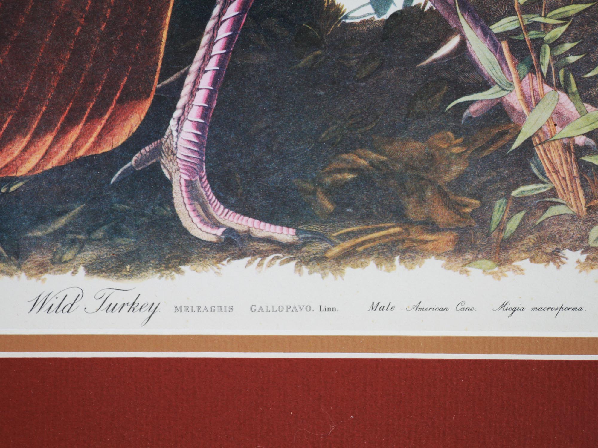 A PAIR OF ANTIQUE 19TH C. PRINTS WITH BIRDS PIC-3