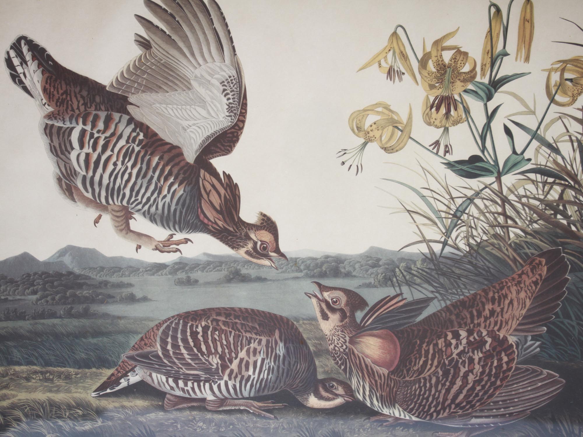 A PAIR OF ANTIQUE 19TH C. PRINTS WITH BIRDS PIC-2