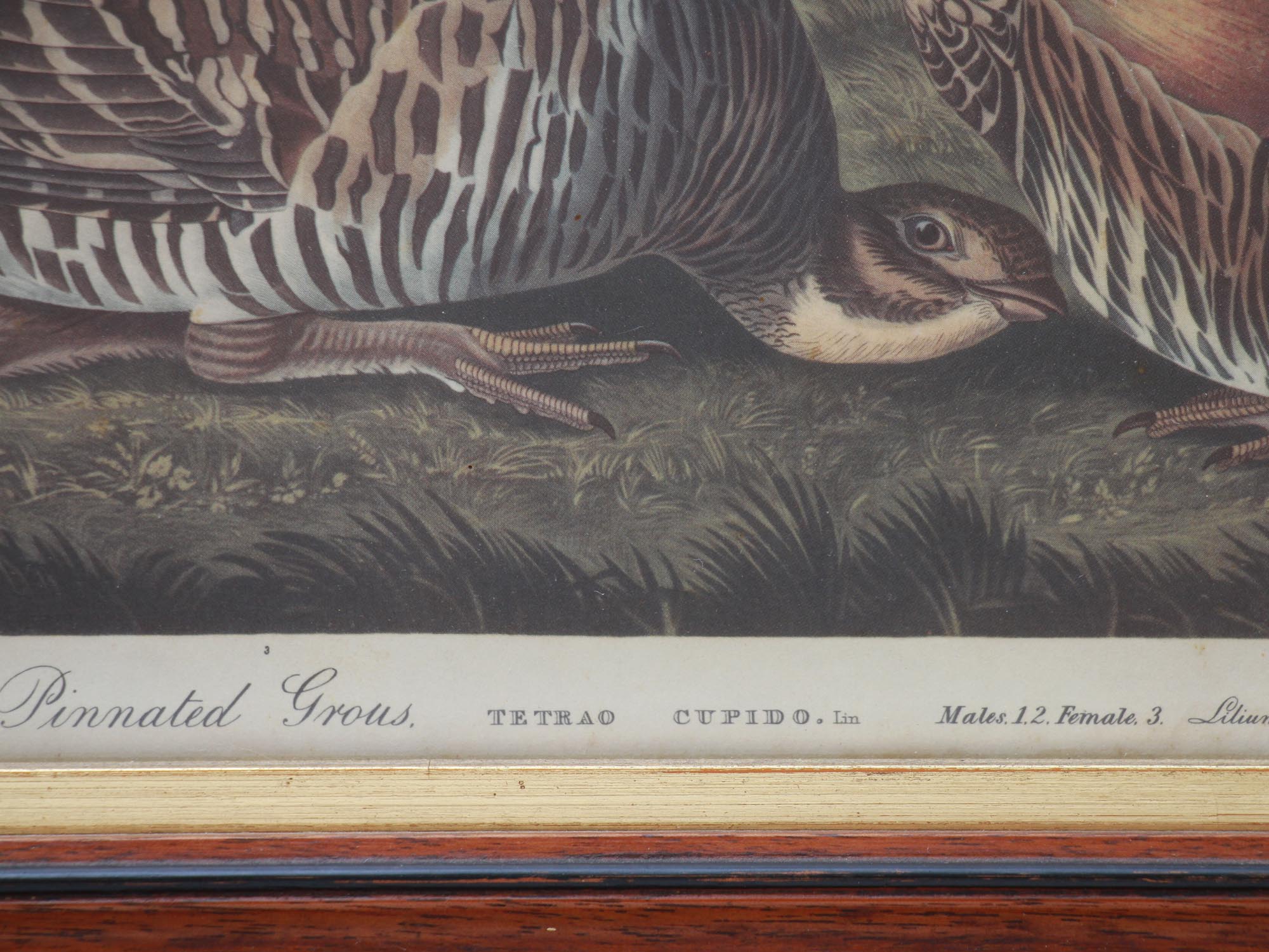 A PAIR OF ANTIQUE 19TH C. PRINTS WITH BIRDS PIC-6