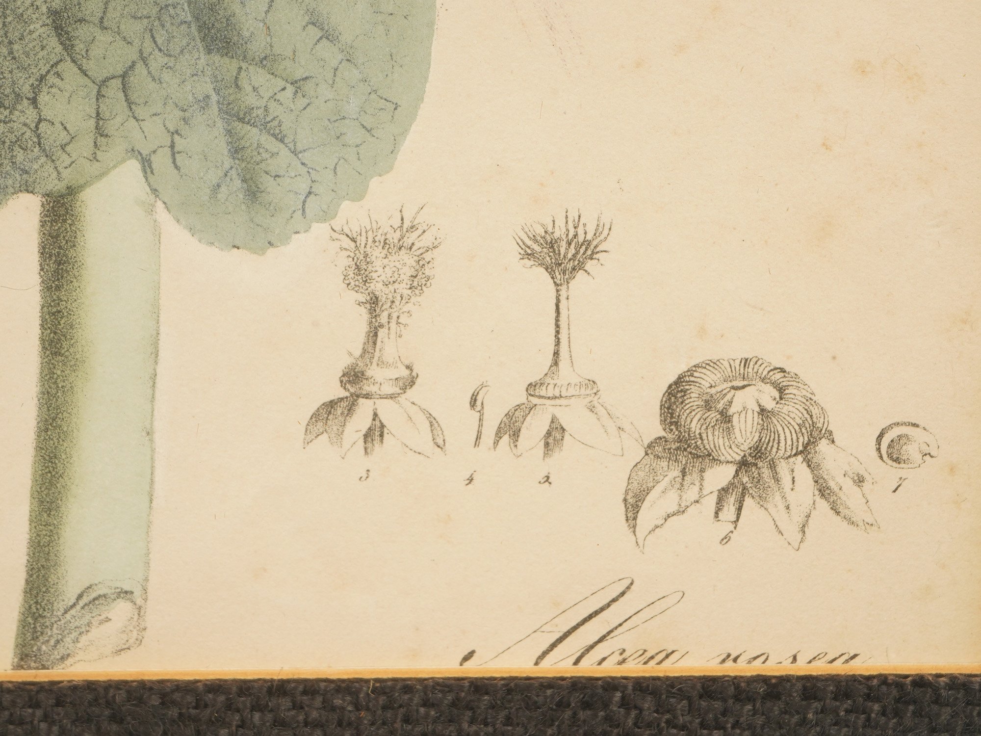 TWO VINTAGE BOTANICAL MALLOW AND DAIKON LITHOGRAPHS PIC-4