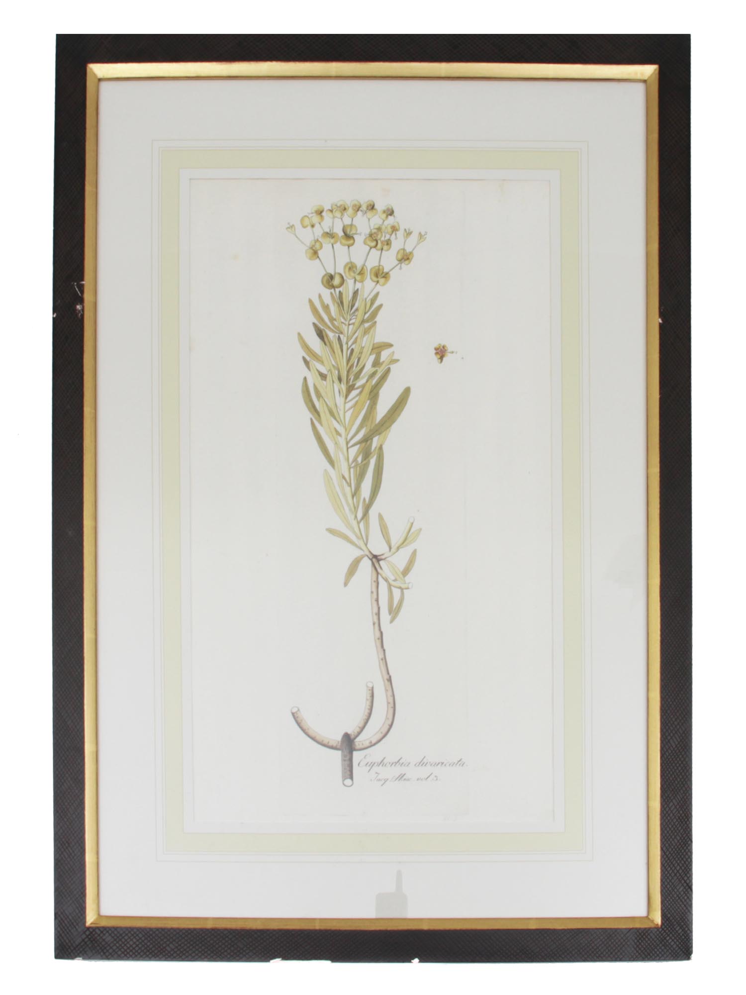 A HAND-COLORED ETCHING OF A BOTANICAL DRAWING PIC-0