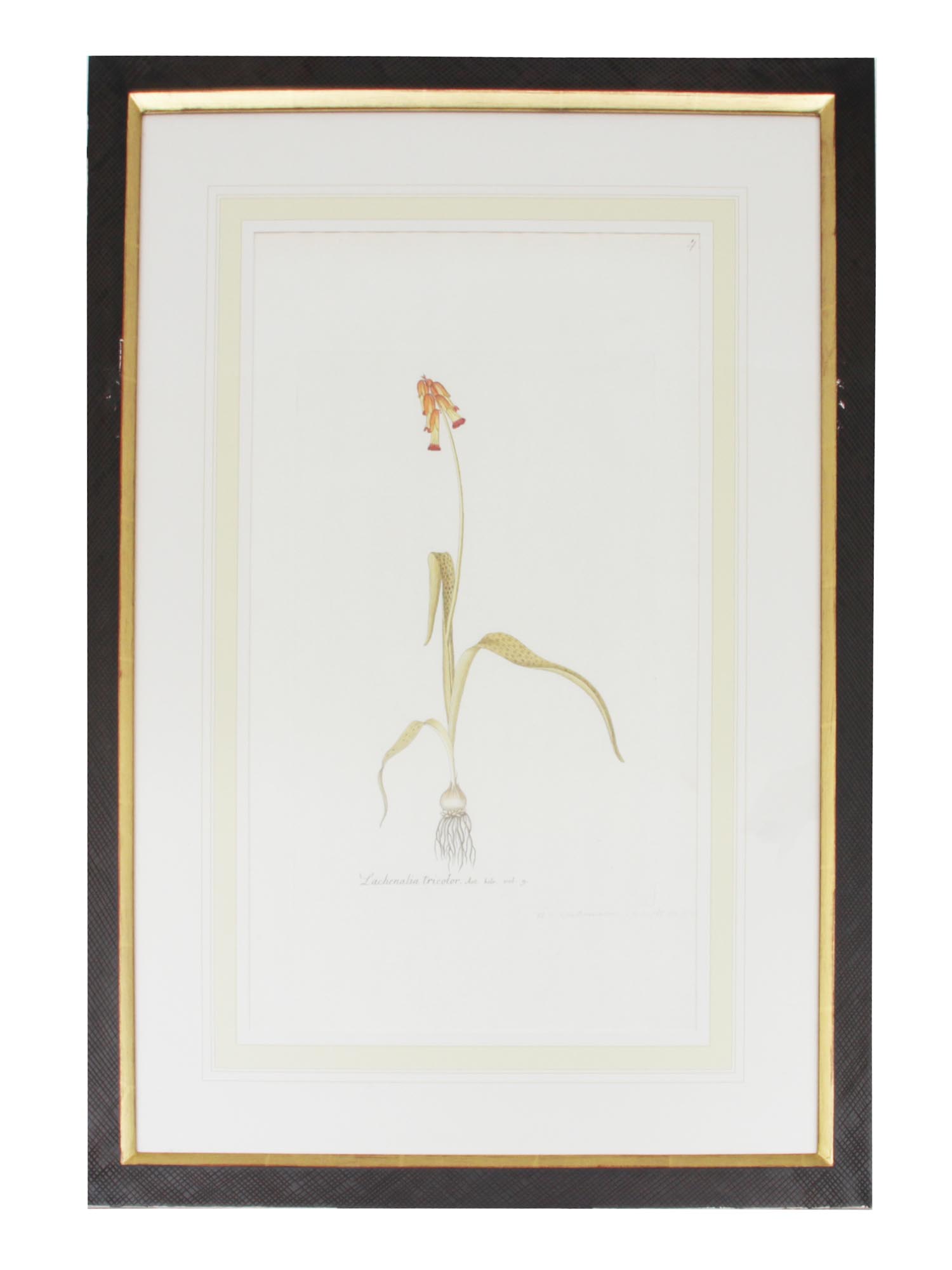 A HAND-COLORED ETCHING OF A BOTANICAL DRAWING PIC-0