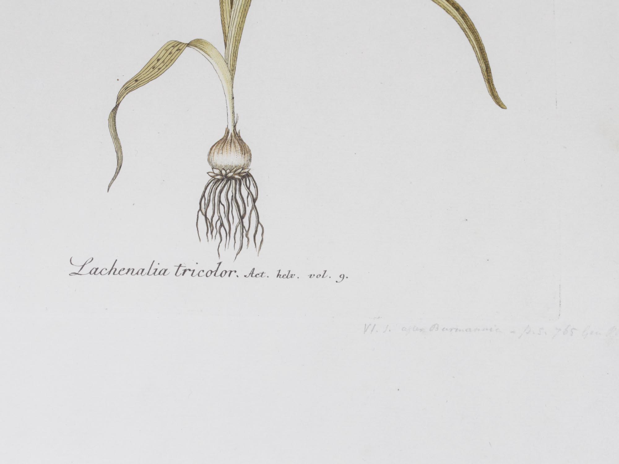 A HAND-COLORED ETCHING OF A BOTANICAL DRAWING PIC-1