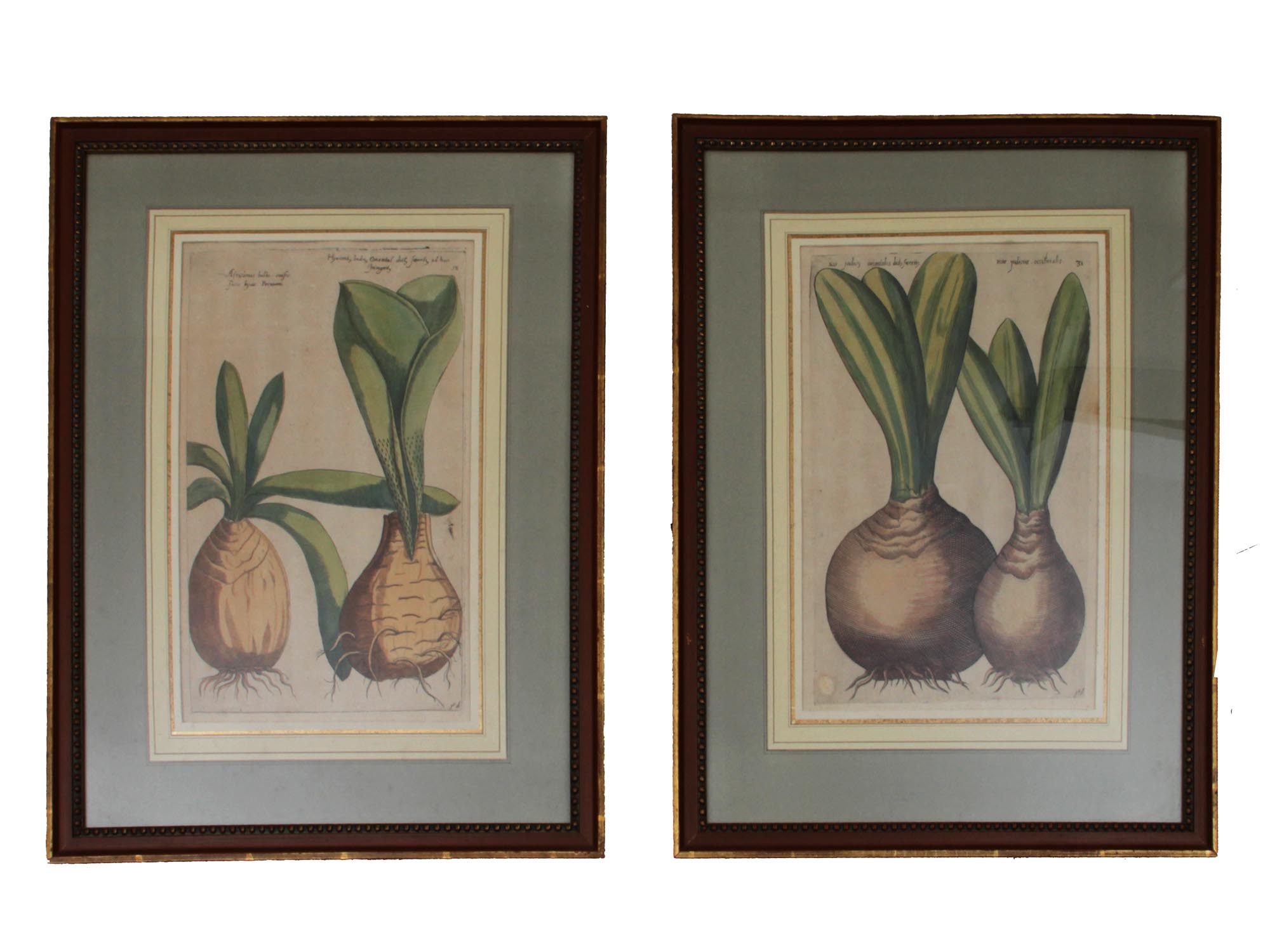 A PAIR OF COLORED BOTANICAL ETCHINGS AFTER SWEERT PIC-0