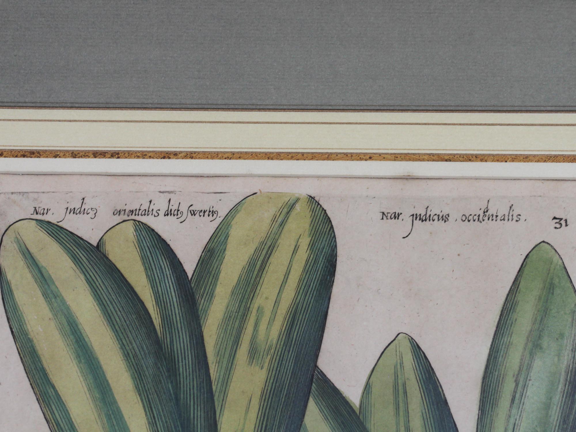 A PAIR OF COLORED BOTANICAL ETCHINGS AFTER SWEERT PIC-2