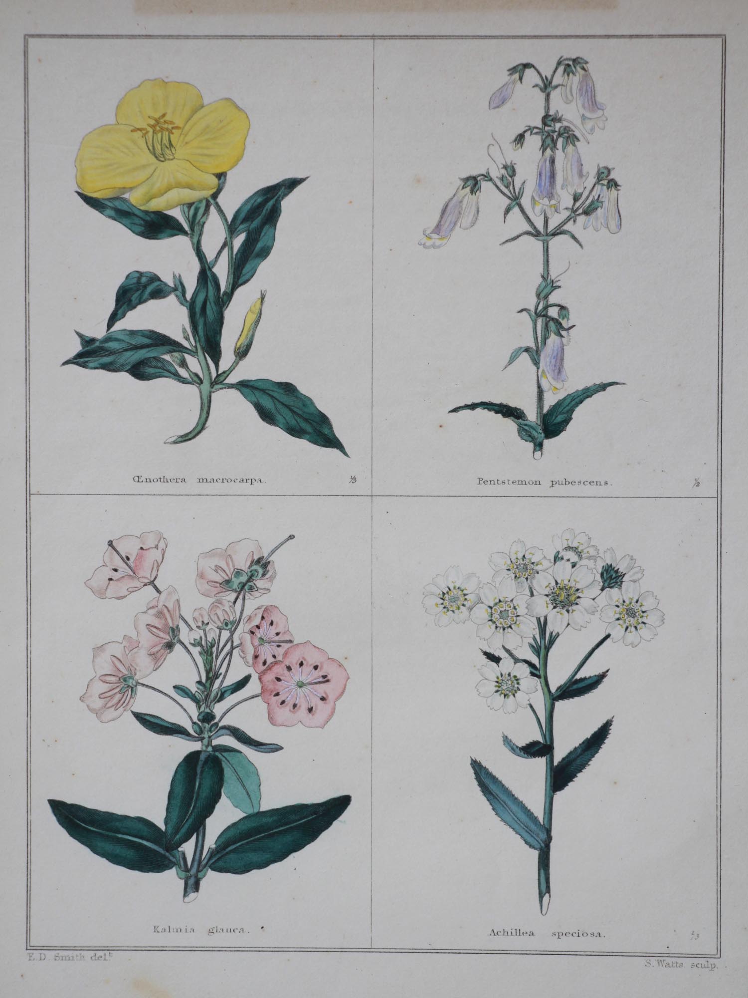 AFTER B. MAUND THREE ENGRAVINGS FLOWERS AND NUTS PIC-4